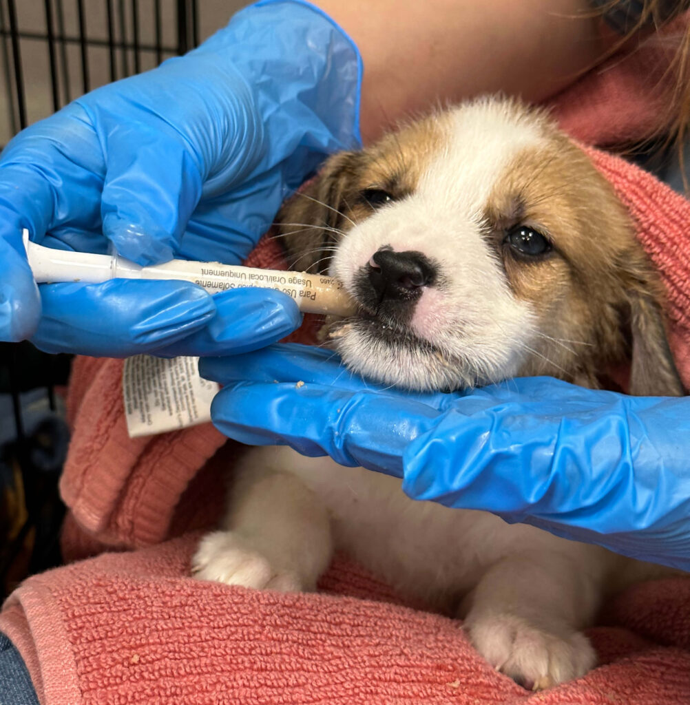 brown and white puppy getting medicine