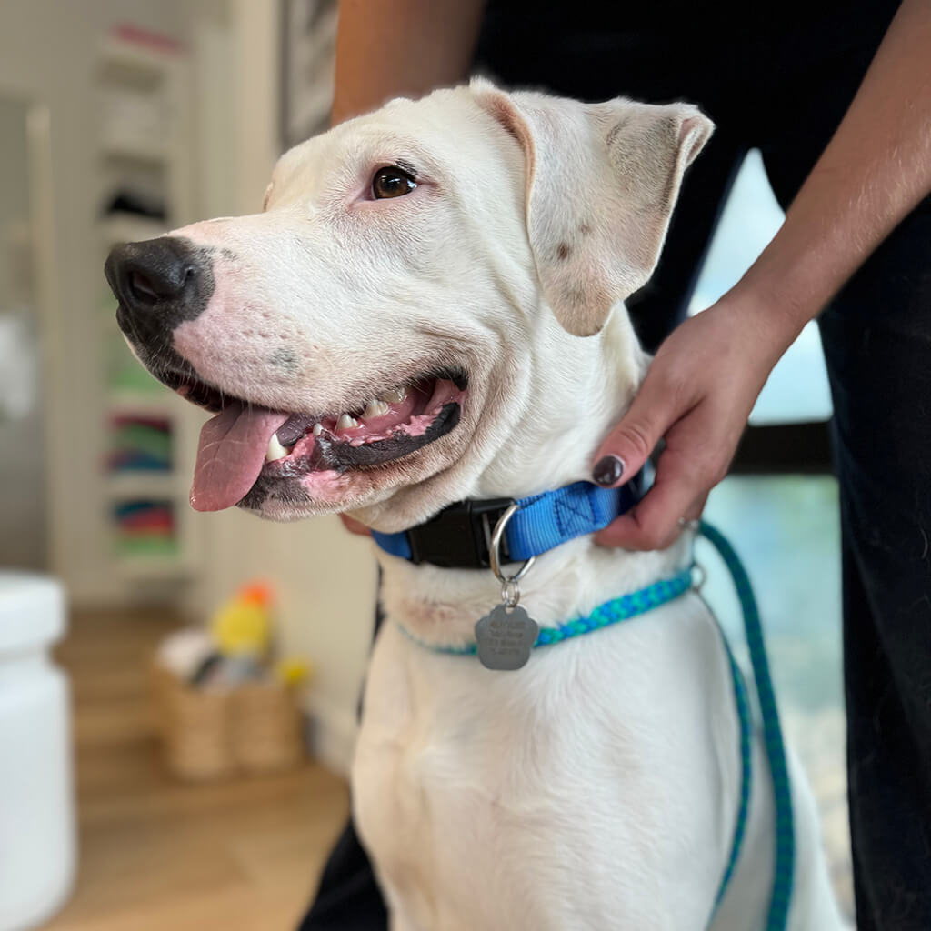 A blue collar is fitted to an adoptable dog.