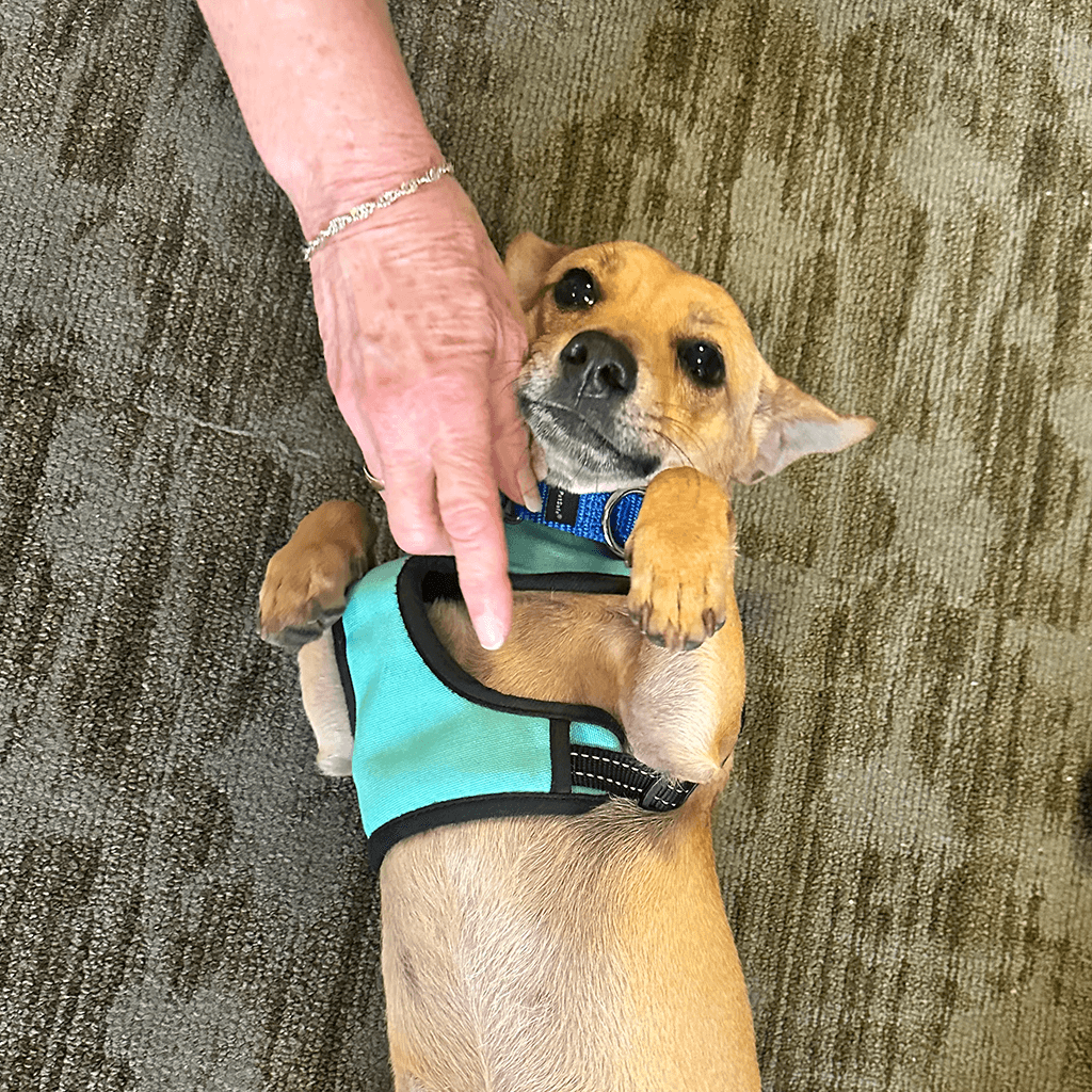 Brown dog laying on his back wearing a teal harness.