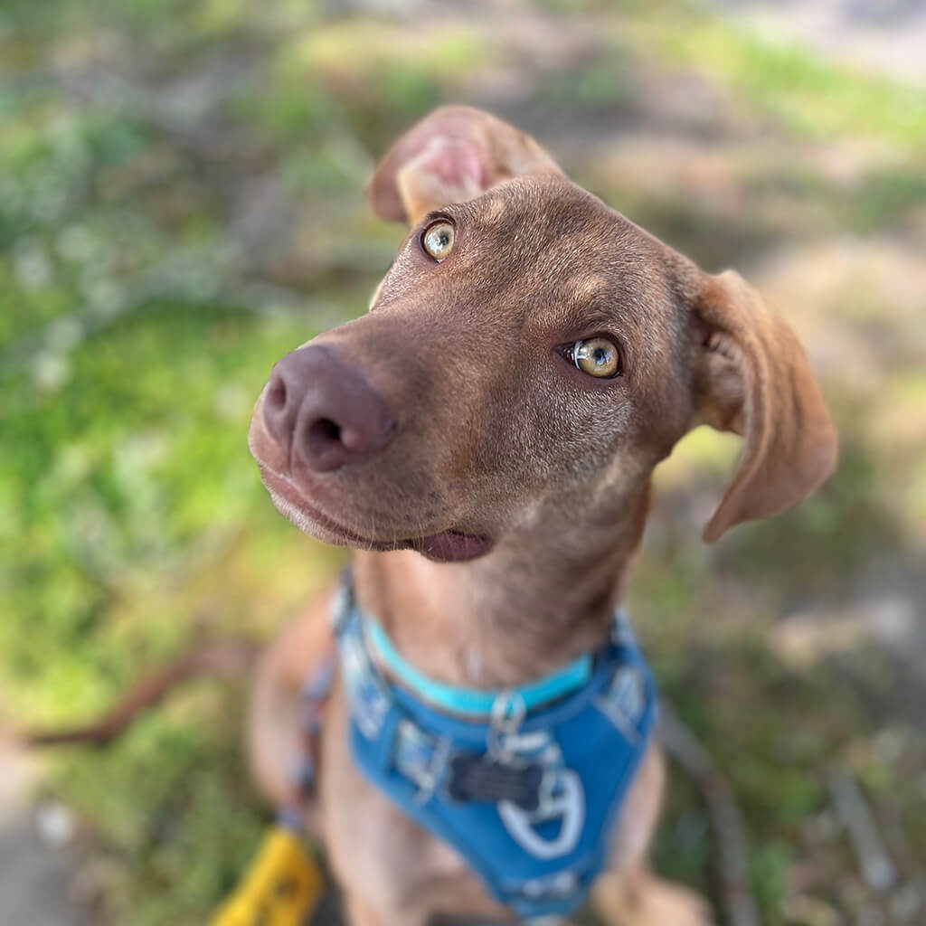 Brown dog face looking attentively at the camera. He is wearing a blue bandana.