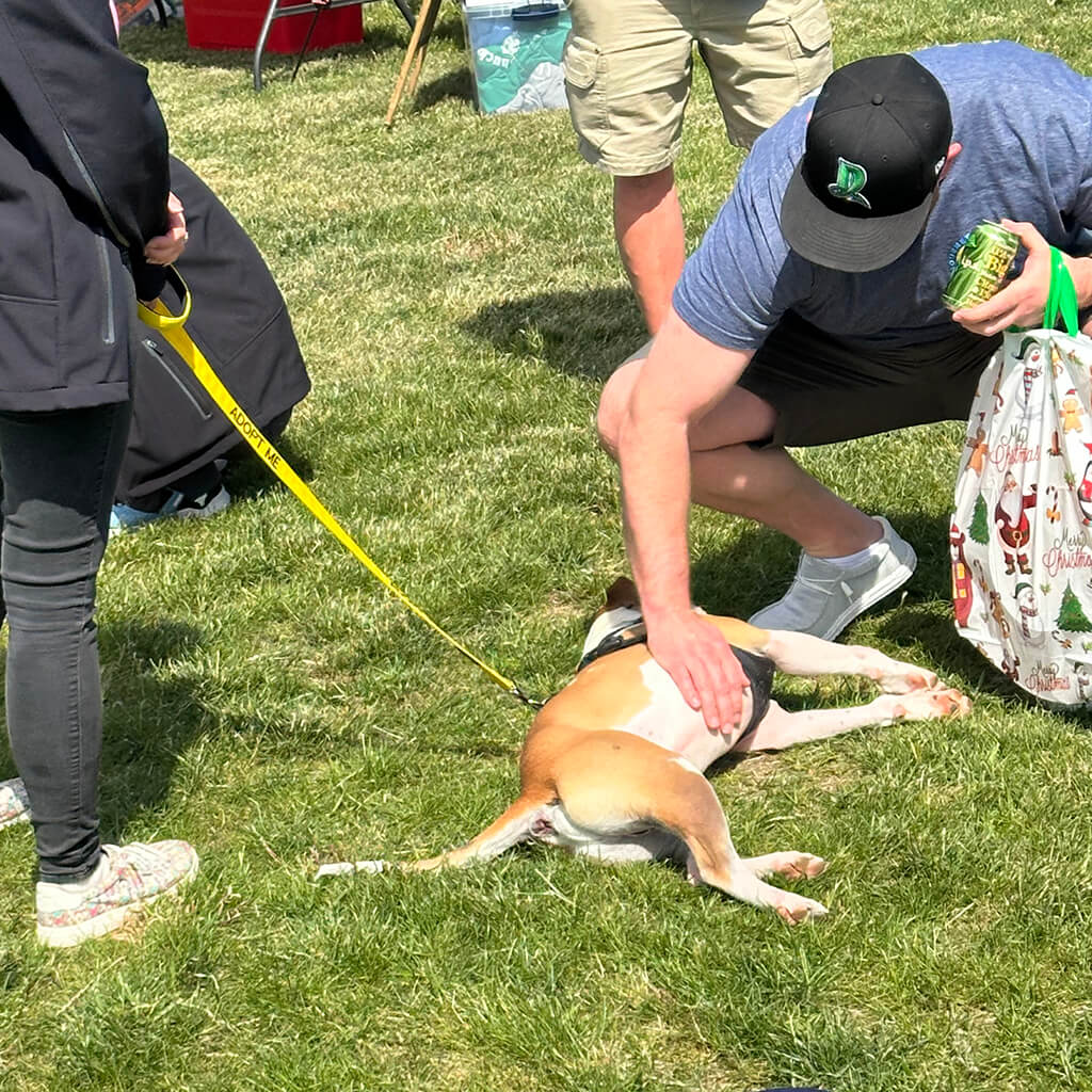 A visitor in a baseball cap is squatting next to a tan colored dog laying on his side in the grass. The man is giving the dog a belly rub.