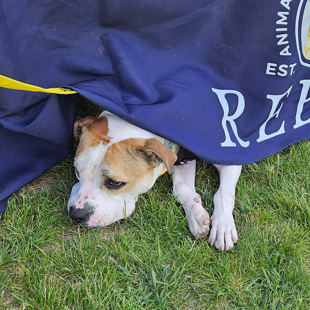 A tan and white mixed dog laying on the grass under the blue tablecloth with his head and feet sticking out.