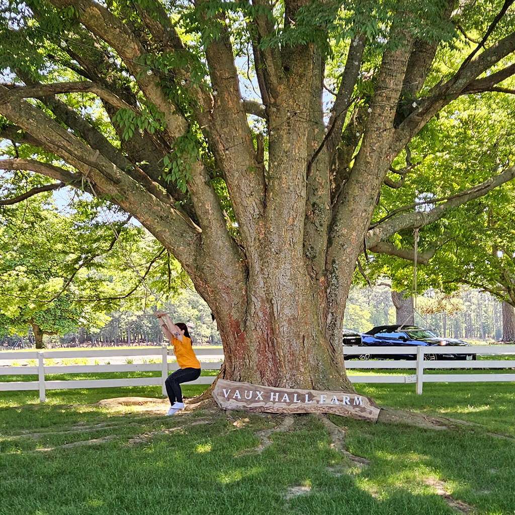 A very large tree with many branches growing in a green lawn and sunlight shining through the leaves. A volunteer is sitting under the tree in an orange shirt.
