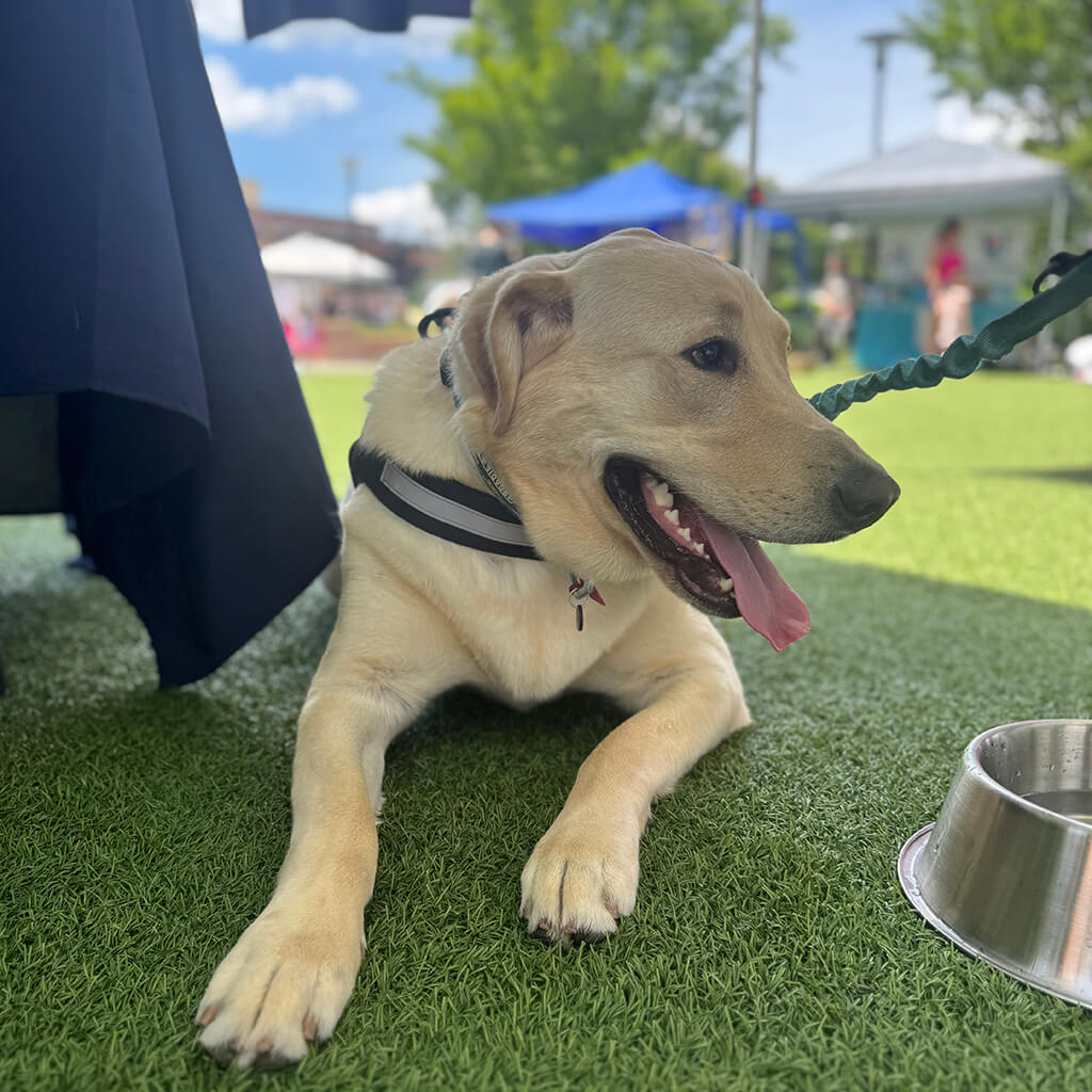 Golden lab Bingo lays next to his metal water bowl panting laying on green grass
