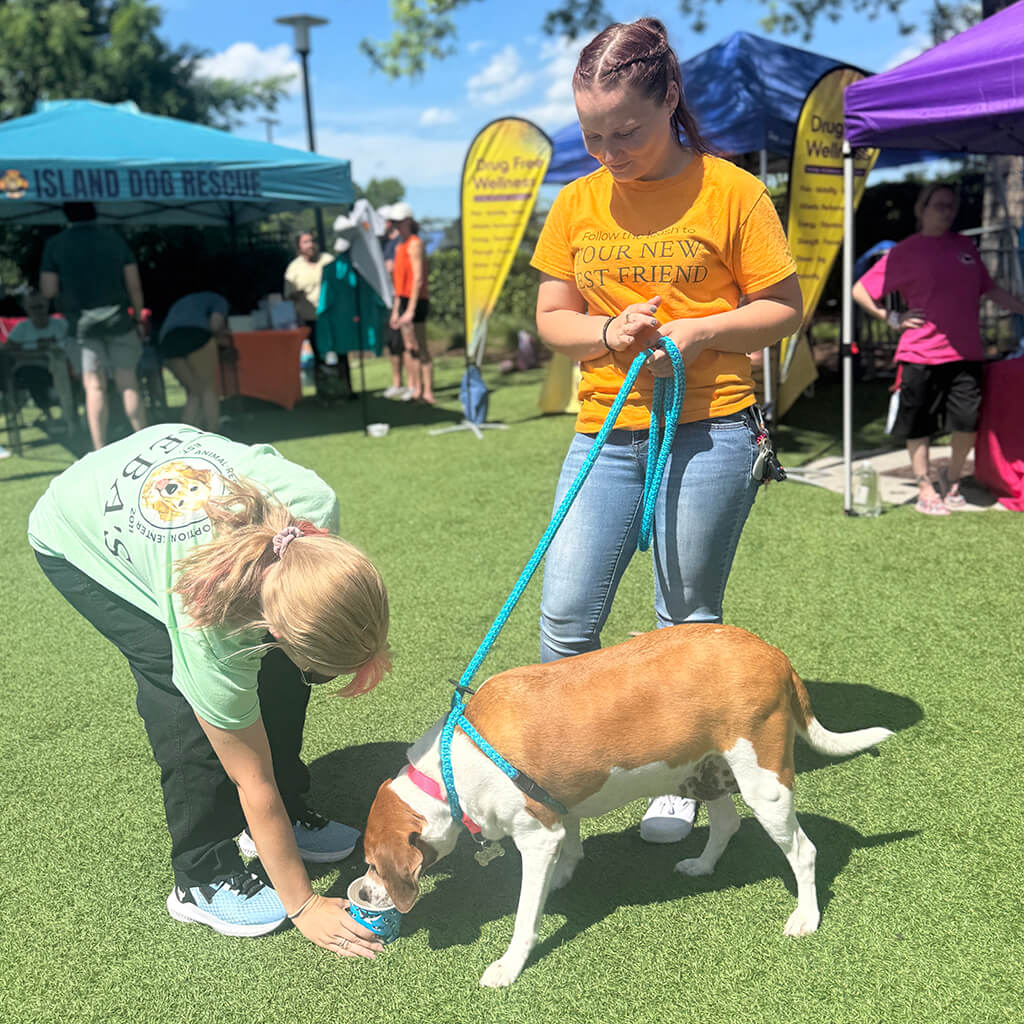 Daisy the older beagle mix is led to a summer treat by a volunteer in an orange shirt. Another volunteer is bending down to give her a cup of ice cream.