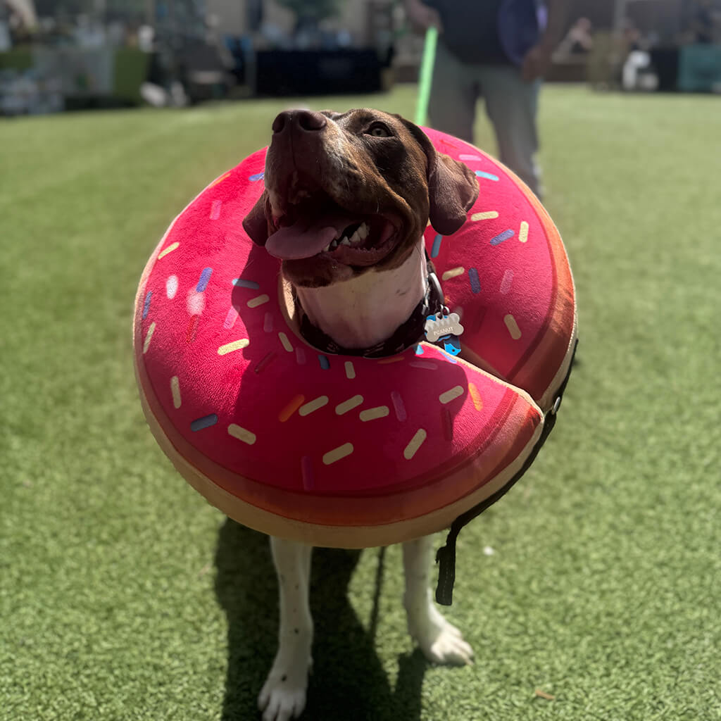 Older beagle mix Daisy smiling with a pink, sprinkled stuffed doughnut around her neck standing on the green grass