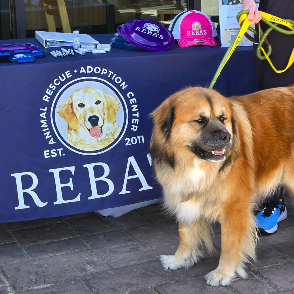 St Bernard mix next to Rebas blue table.