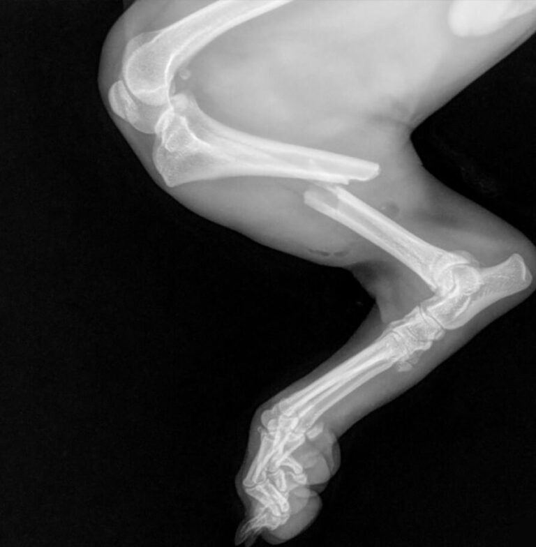 This shows an X-ray of Tippy's broken leg. The tibia bone is clearly broken in half.