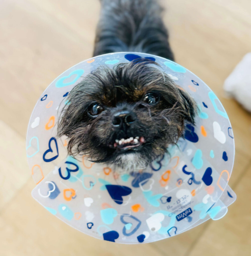 Tippy the black yorkie mix is wearing a head cone after his surgery. He looks to be smiling with uneven teeth.