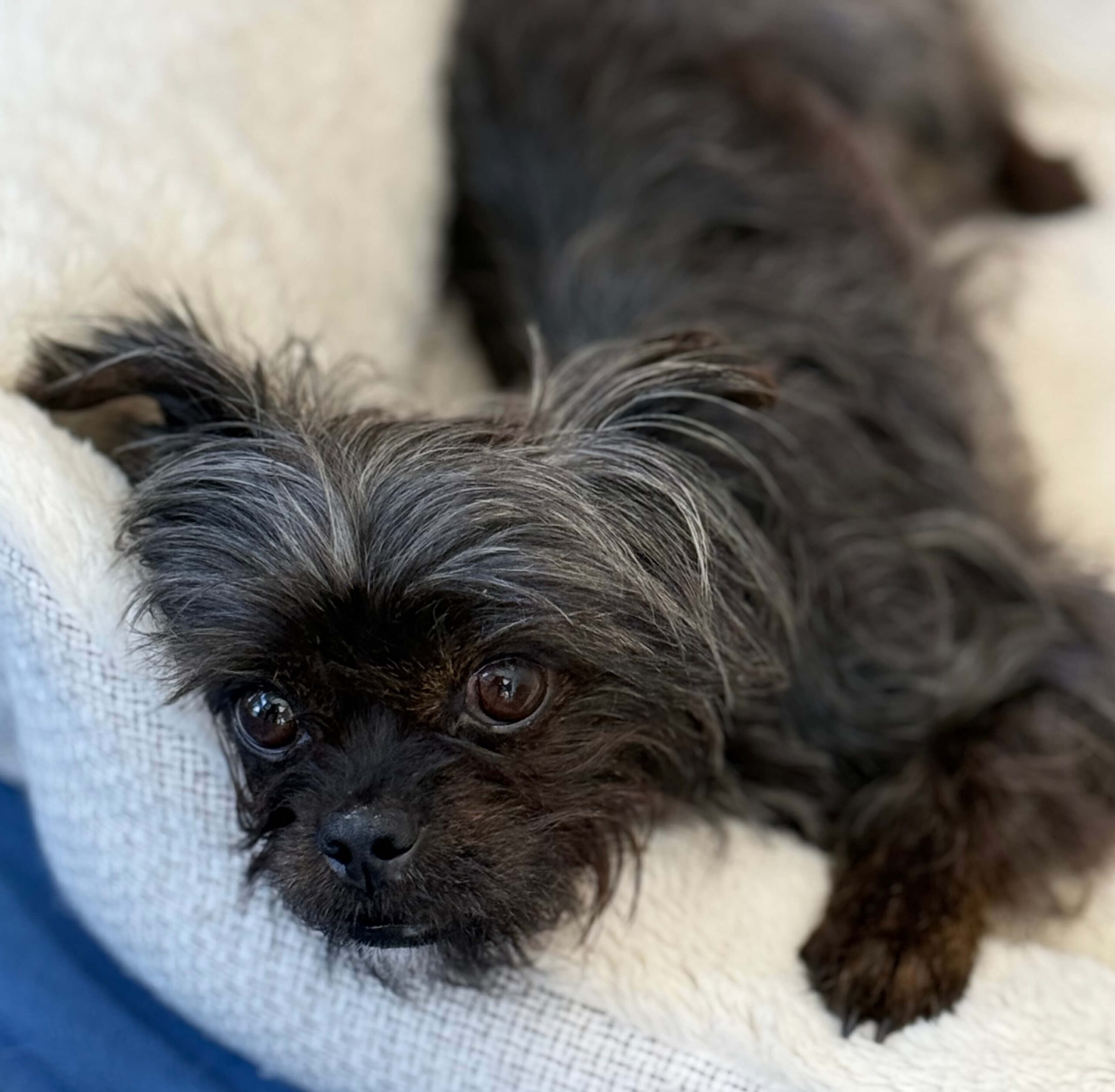 Tippy the black yorkie mix is relaxing comfortably after recovering from his surgery. His head is on a tan and blue pillow and looking at the camera.