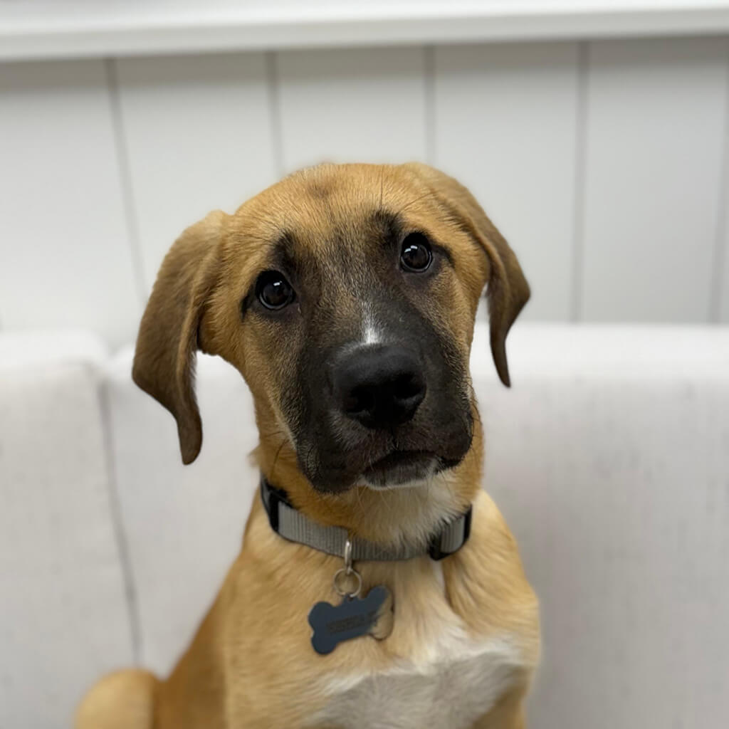 Light brown dog with black muzzle and white patch on chest.