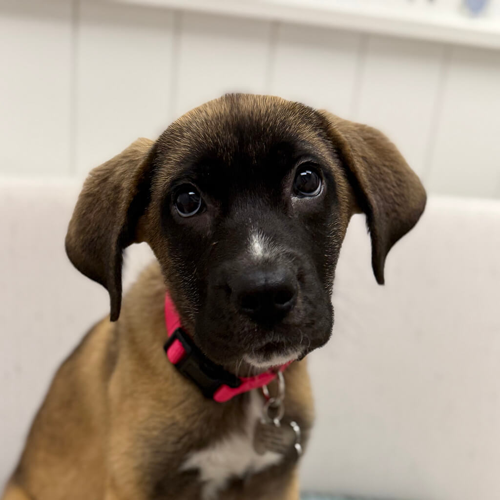 Short haired brown dog with floppy ears and black face looking cute.