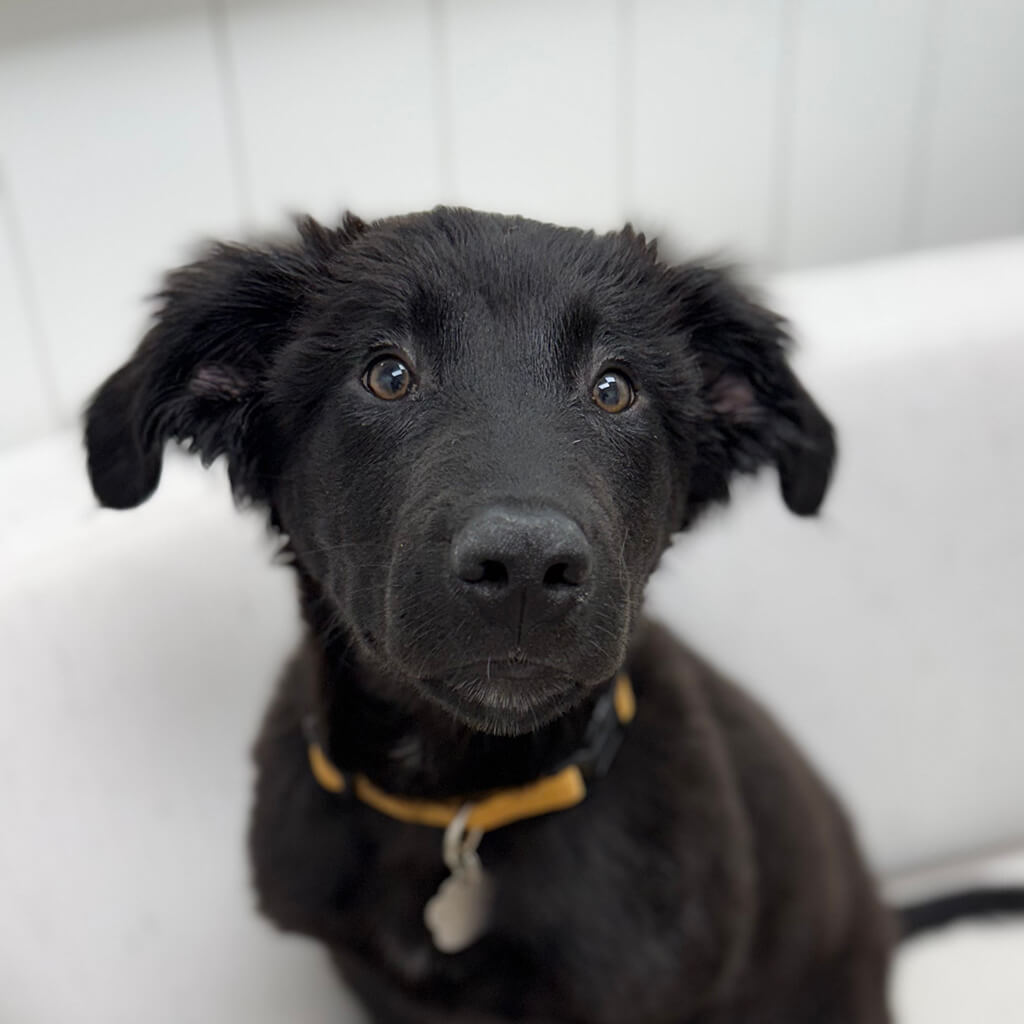 Black dog on a white background with an orange color.