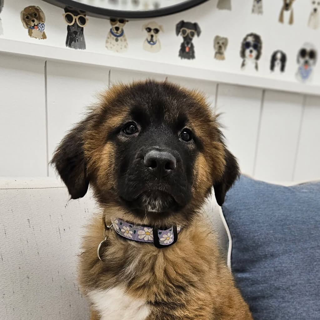 Brown dog with black face and white patch on chest wearing a purple flow color.