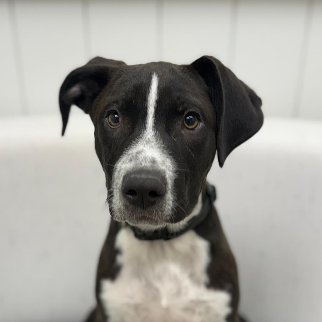 Black dog with white stripe down his face and a white chest.