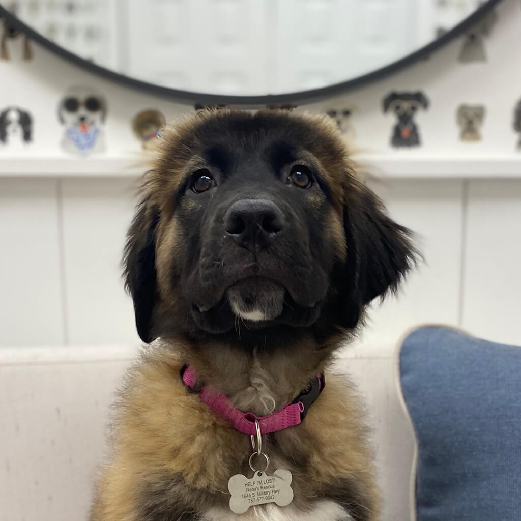 Brown dog with black face and pink color.