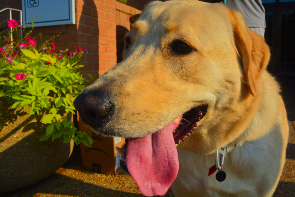 Close up of yellow lab named Bingo with his big tongue sticking out panting. There is a green bush to the left side and brick wall in the background.
