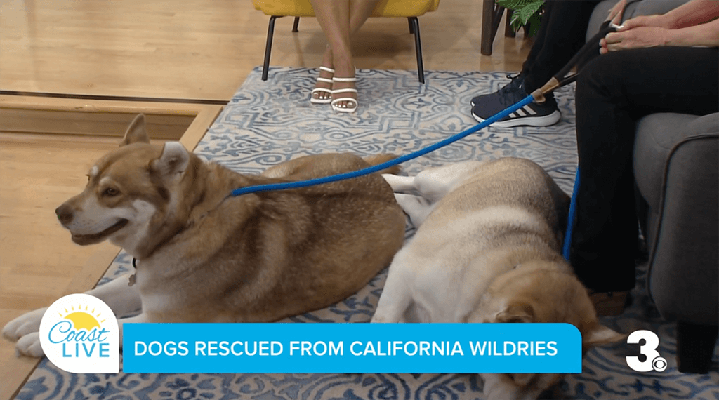 Coast Live and Channel 3 image of Buster and Babe, two older tan husky mixes. The text in front says Dogs rescued from California wildfires.