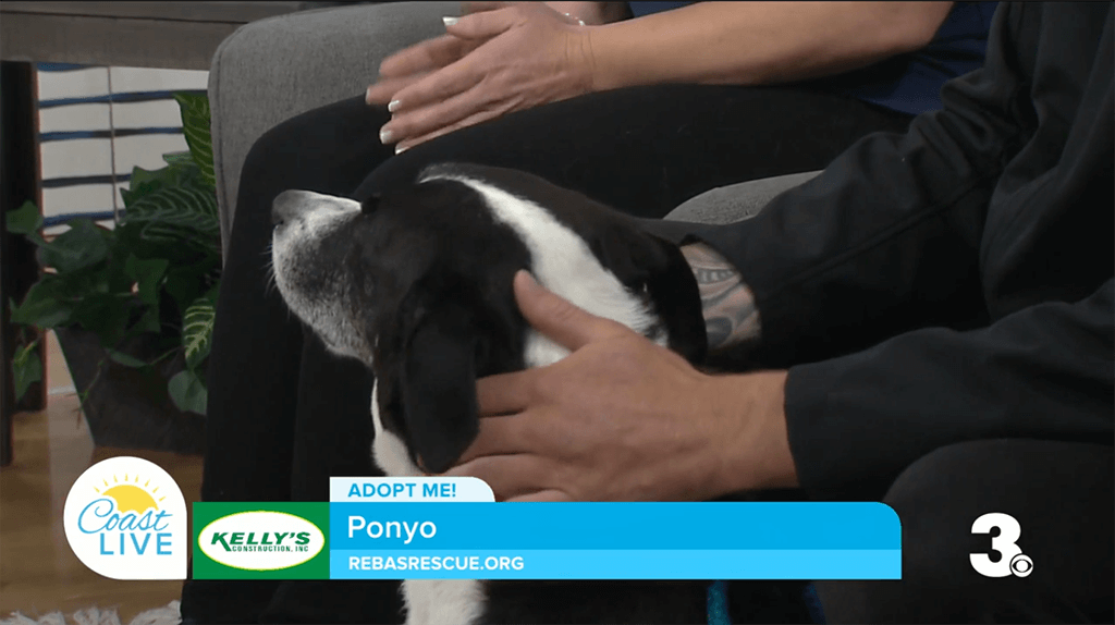 Coast Live and Channel 3 image of Ponyo a black and white hound mix. The text in front says Adopt me!