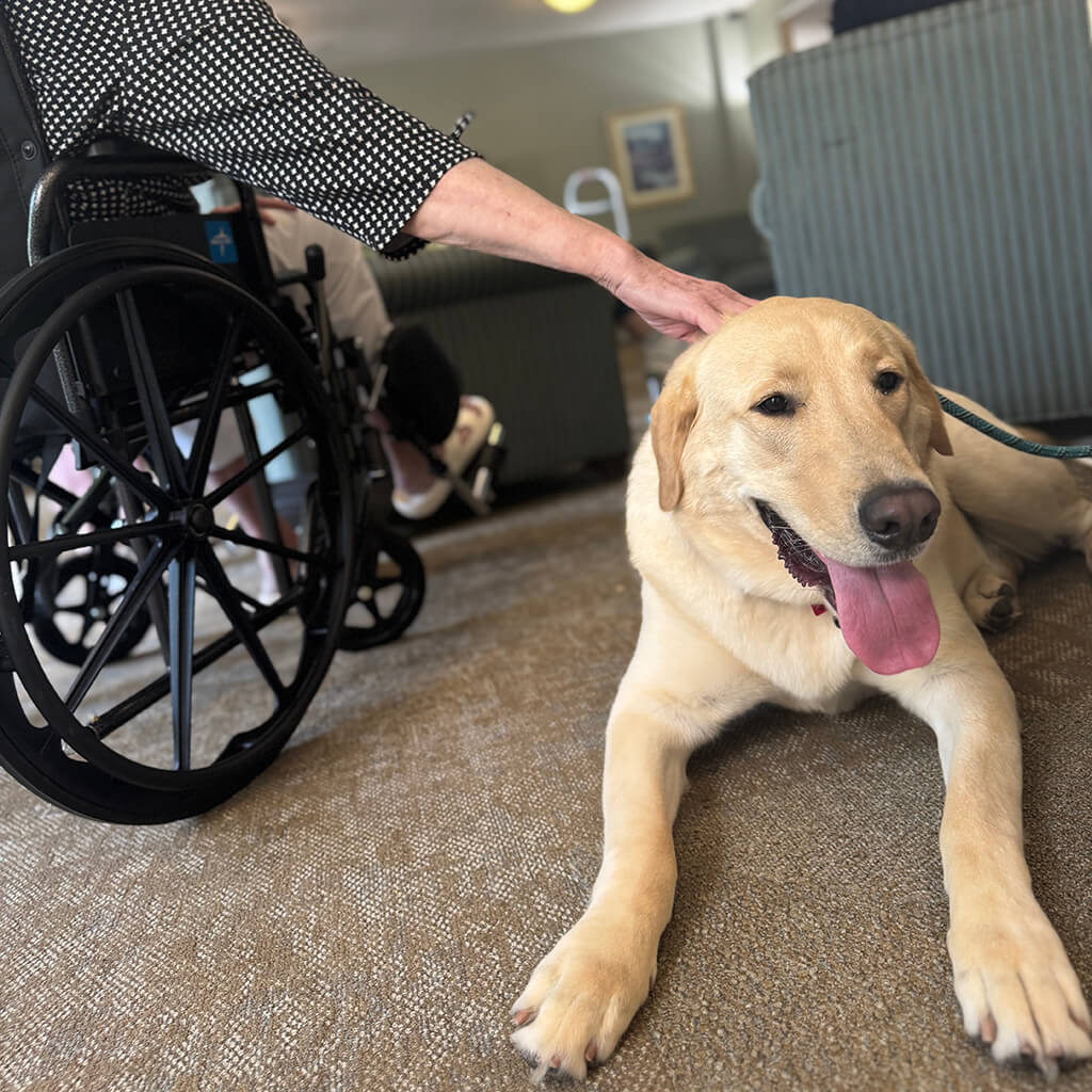 Bingo our top dog gets lots of love from the MHC residents.