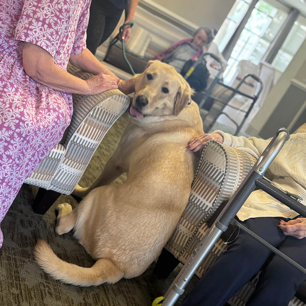 Bingo our top dog gets lots of love from the MHC residents.