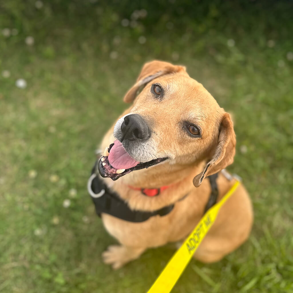 Happy brown dog looking up smiling.