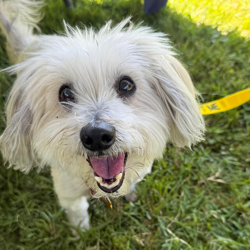 Small white dog looking up and panting at the camera