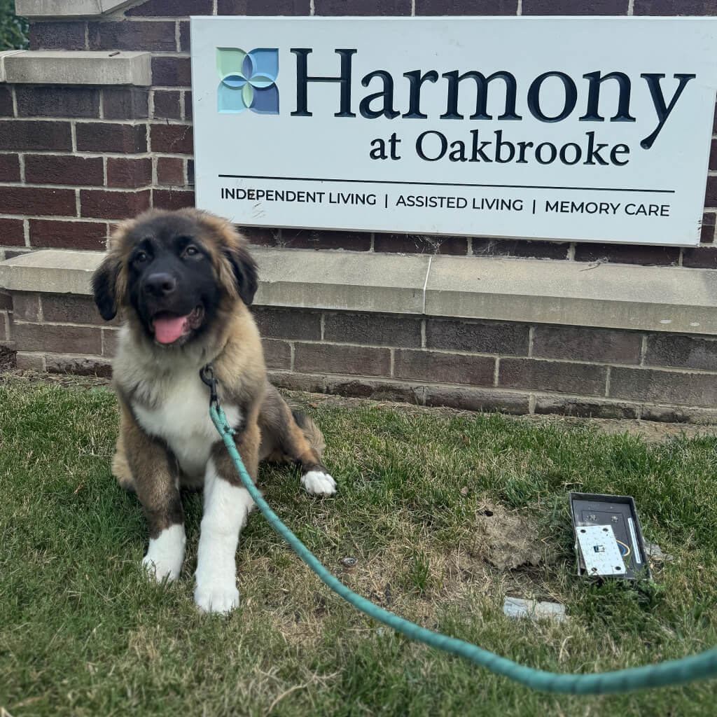 Teddy posing in front of the Harmony at Oakbrook sign