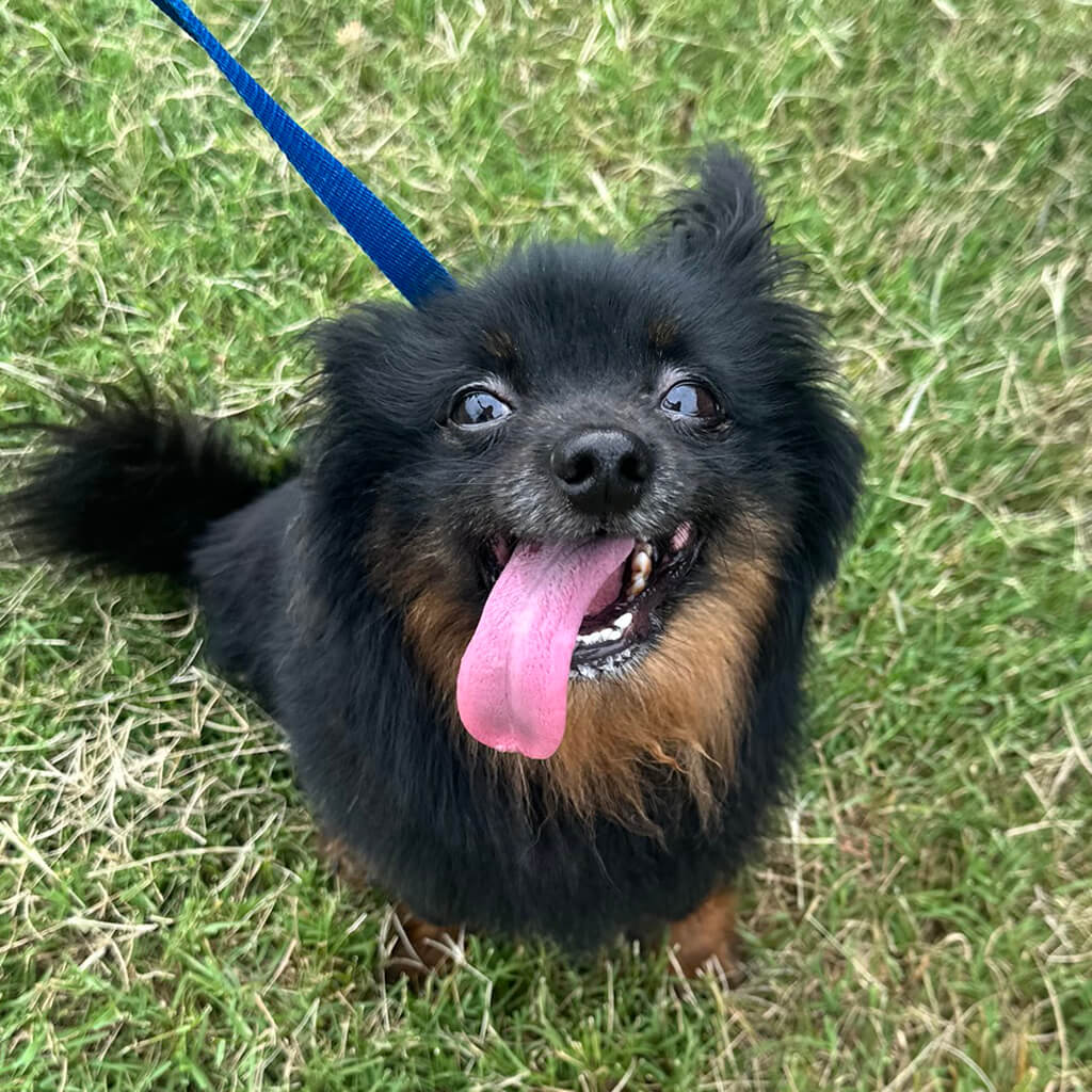 Burrito Perdido Aug 5th event little black dog panting that was up for adoption