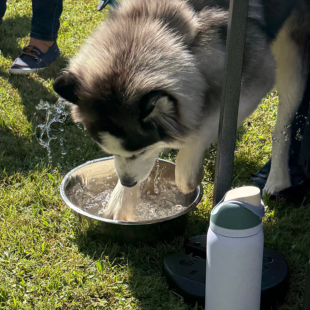 Huskey is digging in his metal water bowl outside