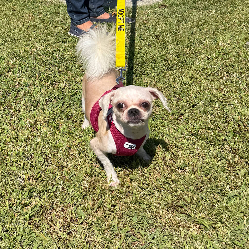 Little tan dog looks up at the camera while standing on the grass