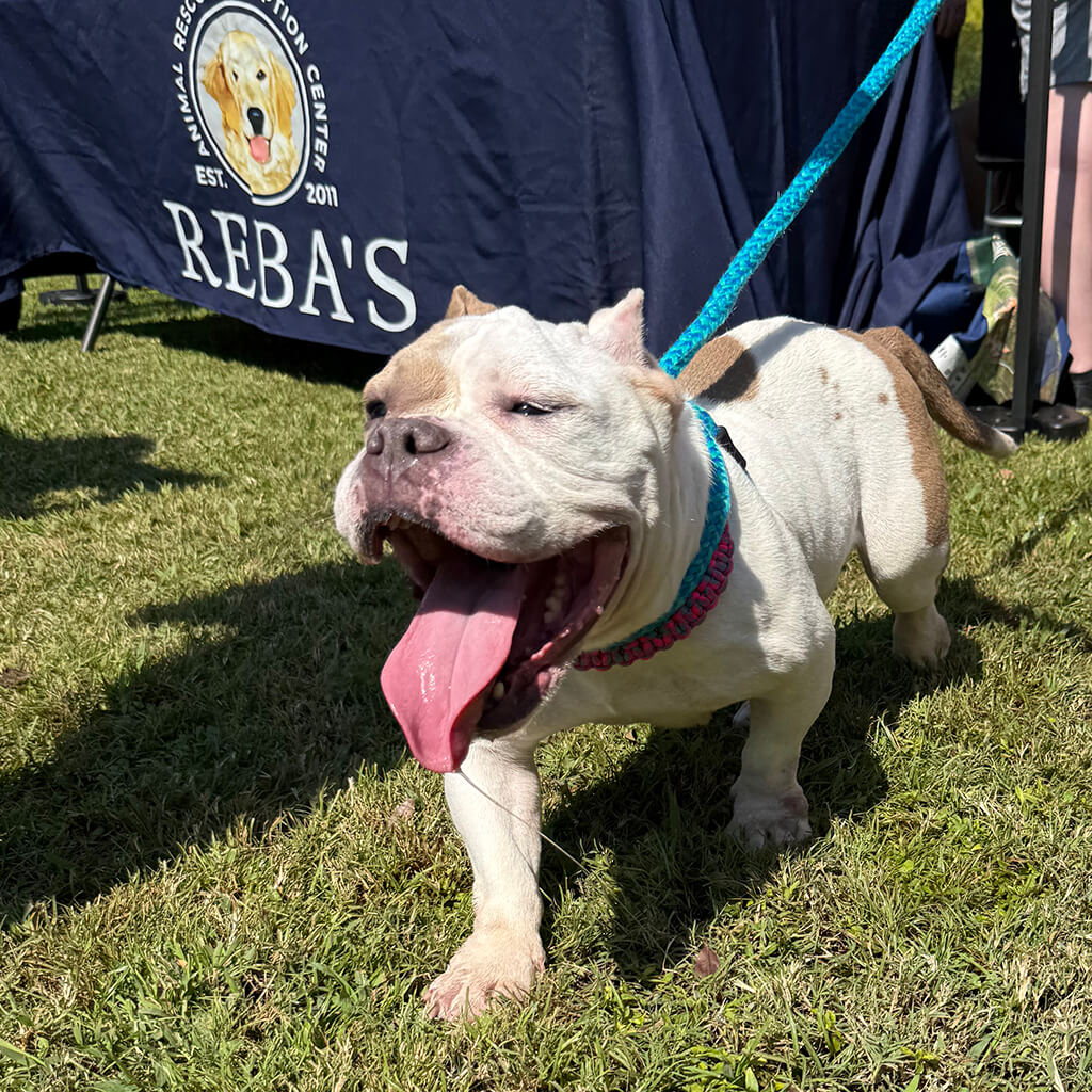 white and tan bull dog walks by Rebas booth panting