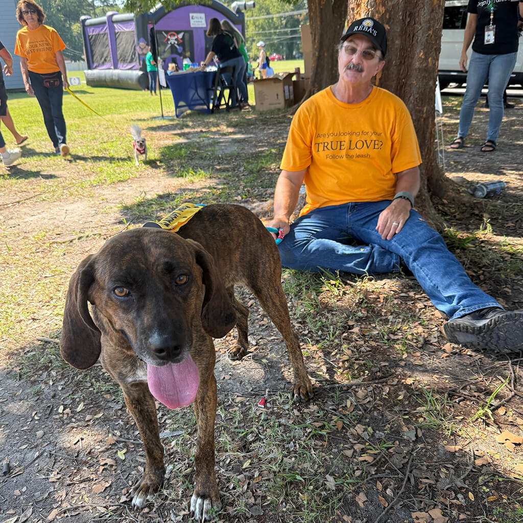 Brindle dog pants and volunteer sits against a tree.