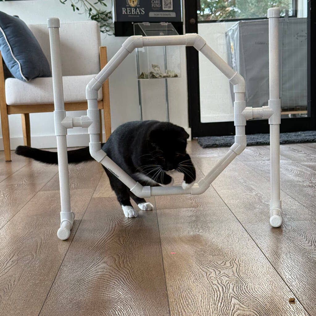 A black cat jumps through the agility equipment in the lobby.