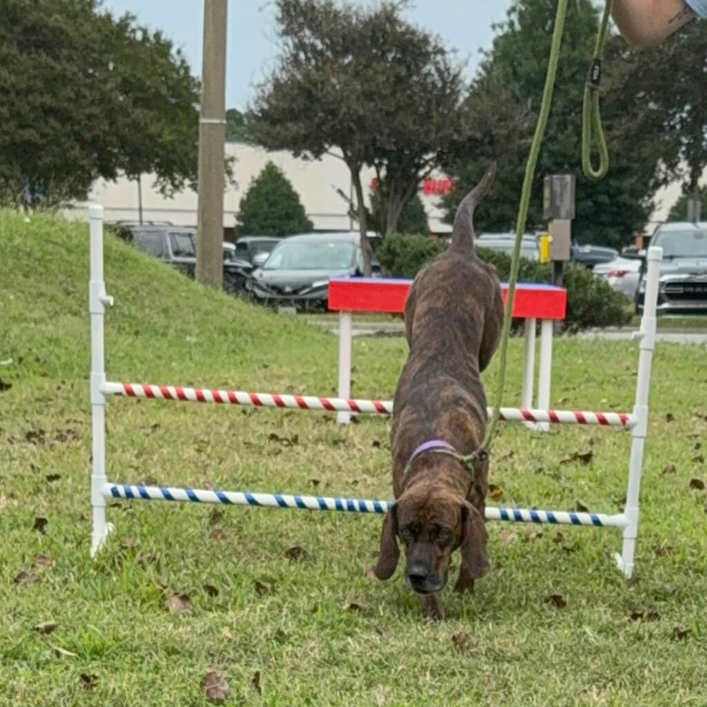 The brown dog jumps over the double bars.