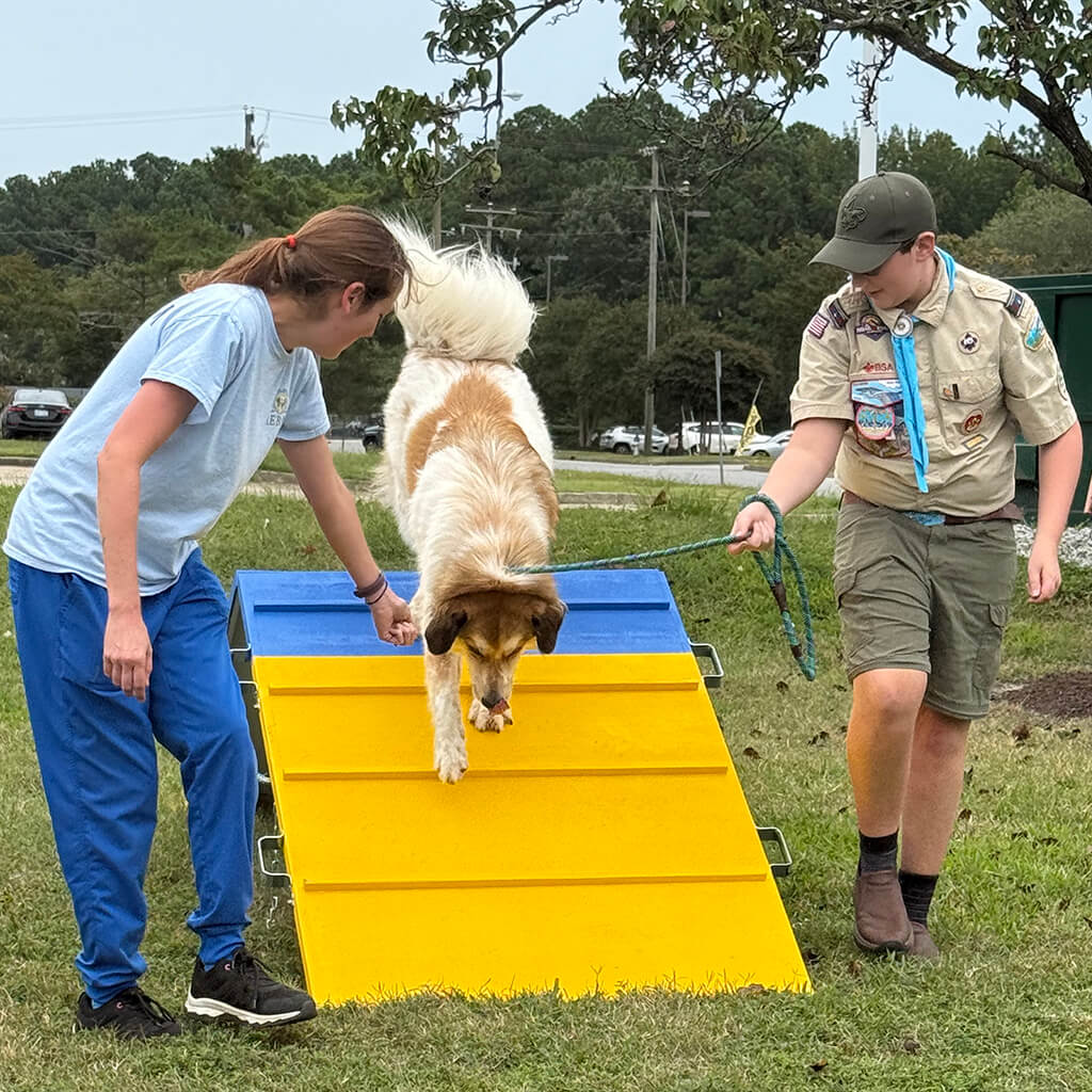 A tan dog is coaxed down the ramp.