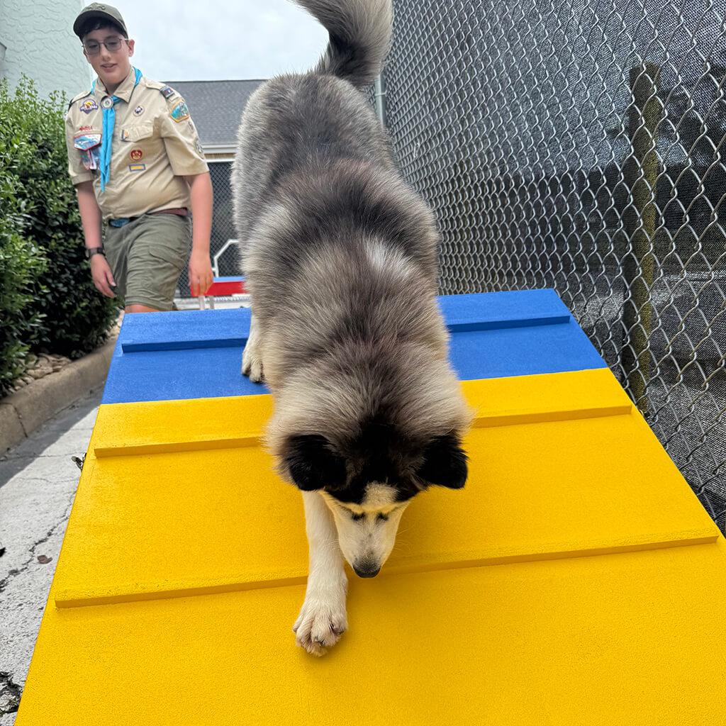 A close up of a brown husky comes down the ramp
