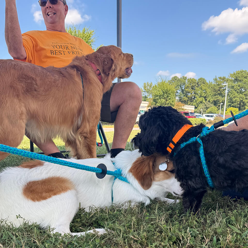 All three adoptable dogs are resting under the tent--a golden retriever, a white dog with brown spots, and a little black dog.