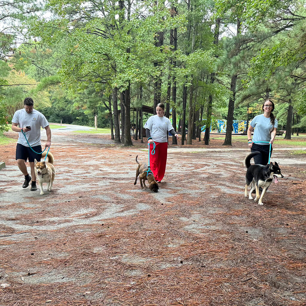Three volunteers in Rebas t-shirts each walking a dog toward the camera in the woods