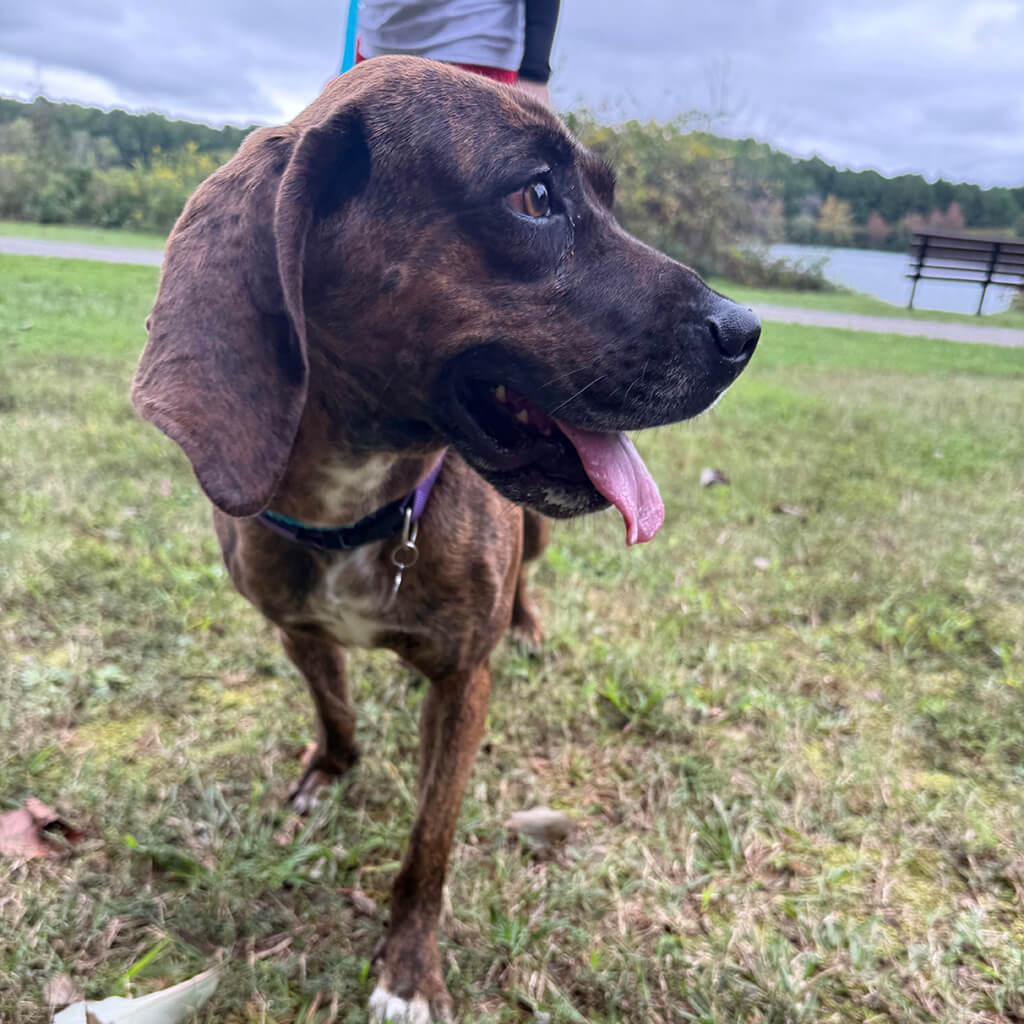 Extreme close up of a Brindle dog panting outside in the grass.