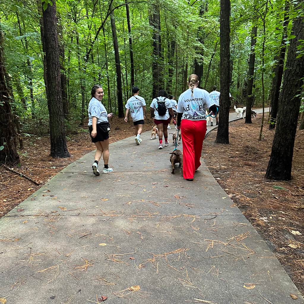 Group of 7 volunteers with gray shirts on, each walking a dog, down a gravel wooded path. One lady looking back