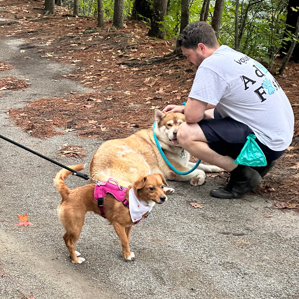 Volunteers with gray shirt on squatting down to pet an older husky mix. A little brown dog with pink harness is standing next to them.