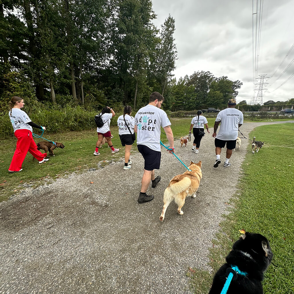 Group of 6 volunteers with gray shirts on, each walking a dog, down a gravel wooded path