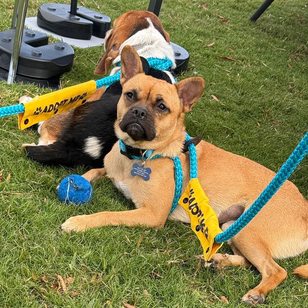 Two dogs laying in the grass, both up for adoption. One is a basset hound mix and the other is a brown dog.