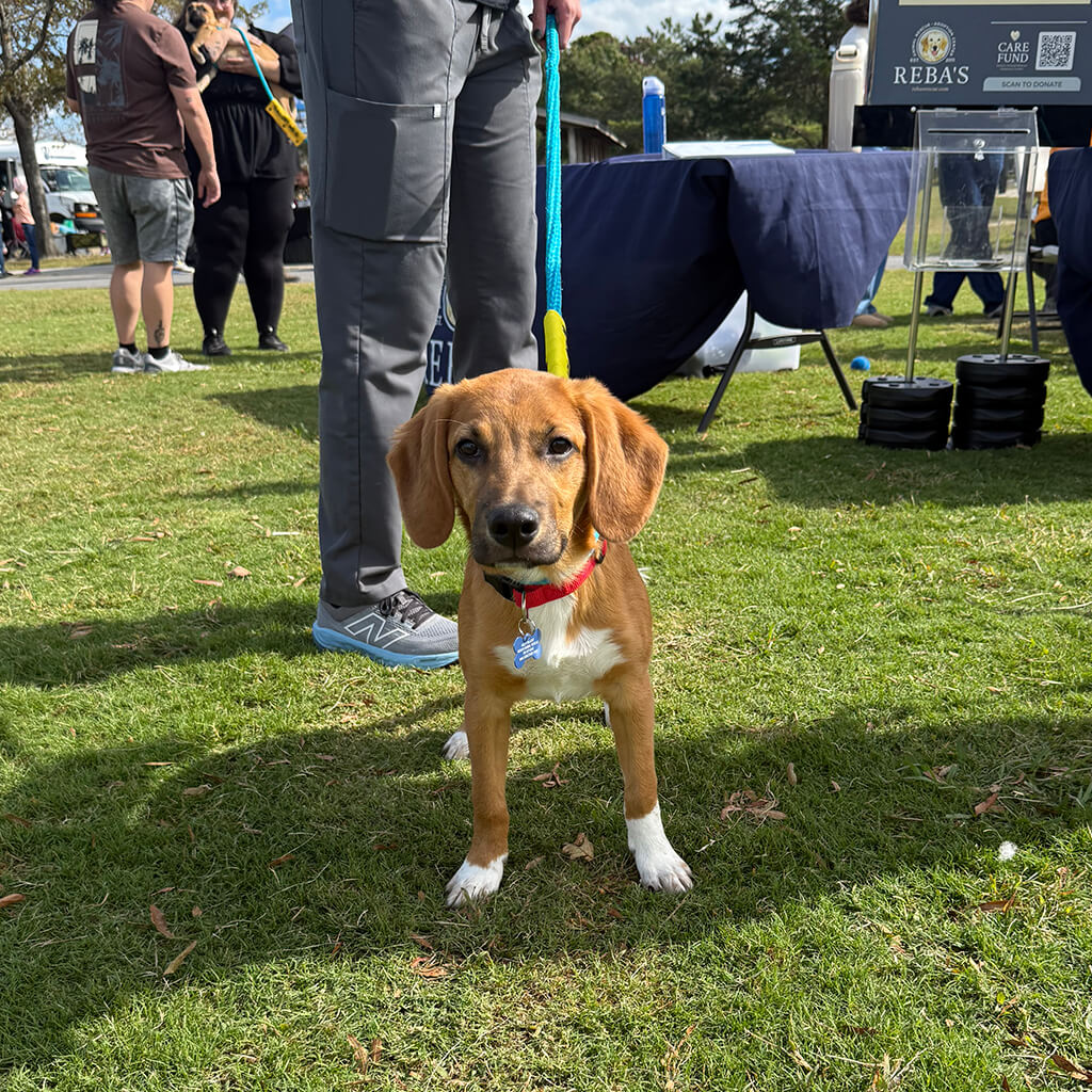 Brown and white puppy standing in the grass, looking at the camera.
