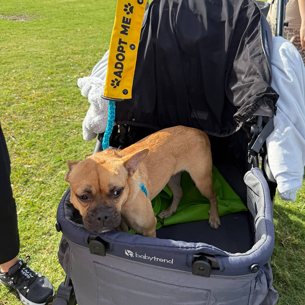 Brown short hair dog in a baby stroller