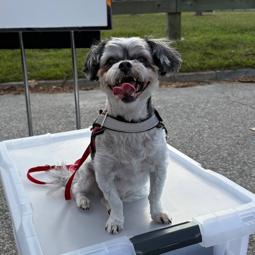 Little gray dog panting and sitting on a clear tote.