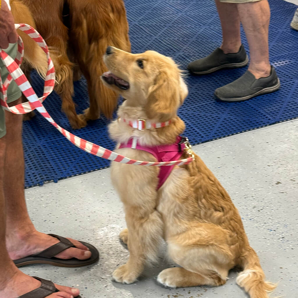 A puppy golden retriever sits and stays on a lead.