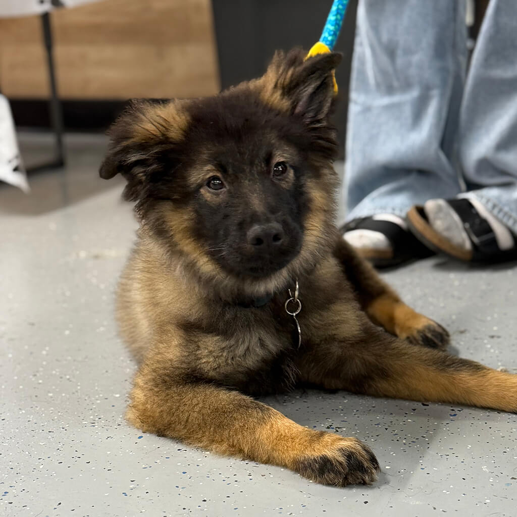 The brown puppy with a darker face lays on the ground and poses for the camera.