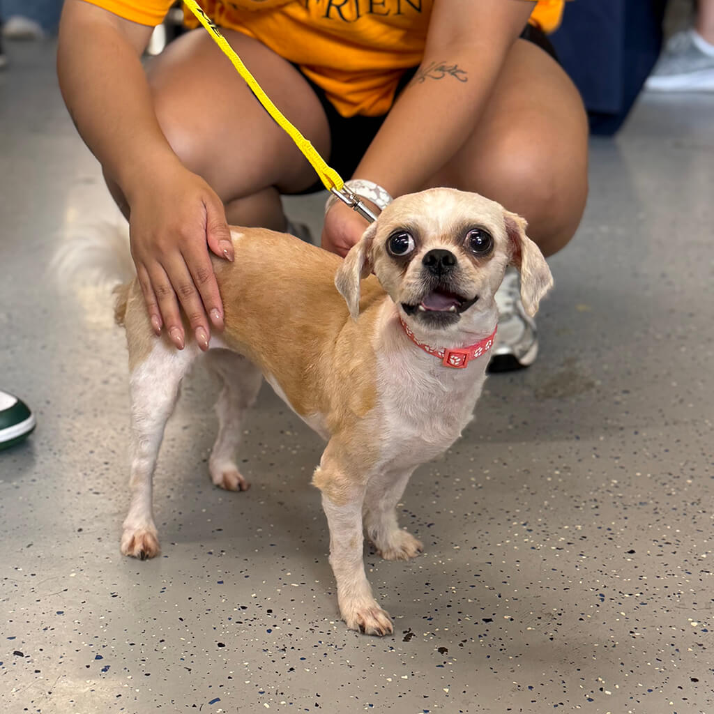 The little tan adoptable dog with big brown eyes is posing for the camera.